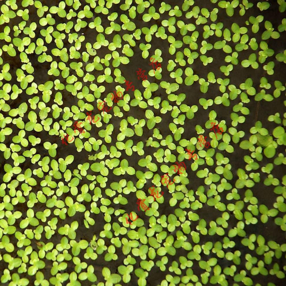姬卉芝麻浮萍小浮萍小青萍小叶浮萍养鱼龟虾蟹鱼塘景观水草净化水质小
