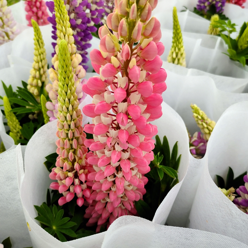 鲁冰花盆栽大苗带花羽扇豆花苗庭院阳台花卉喜阳耐寒地栽西瓜红大苗带