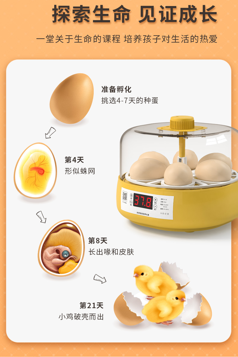 限时秒杀虎雀孵蛋器芦丁鸡小鸡孵化器小型家用儿童孵化机水床鹦鹉全