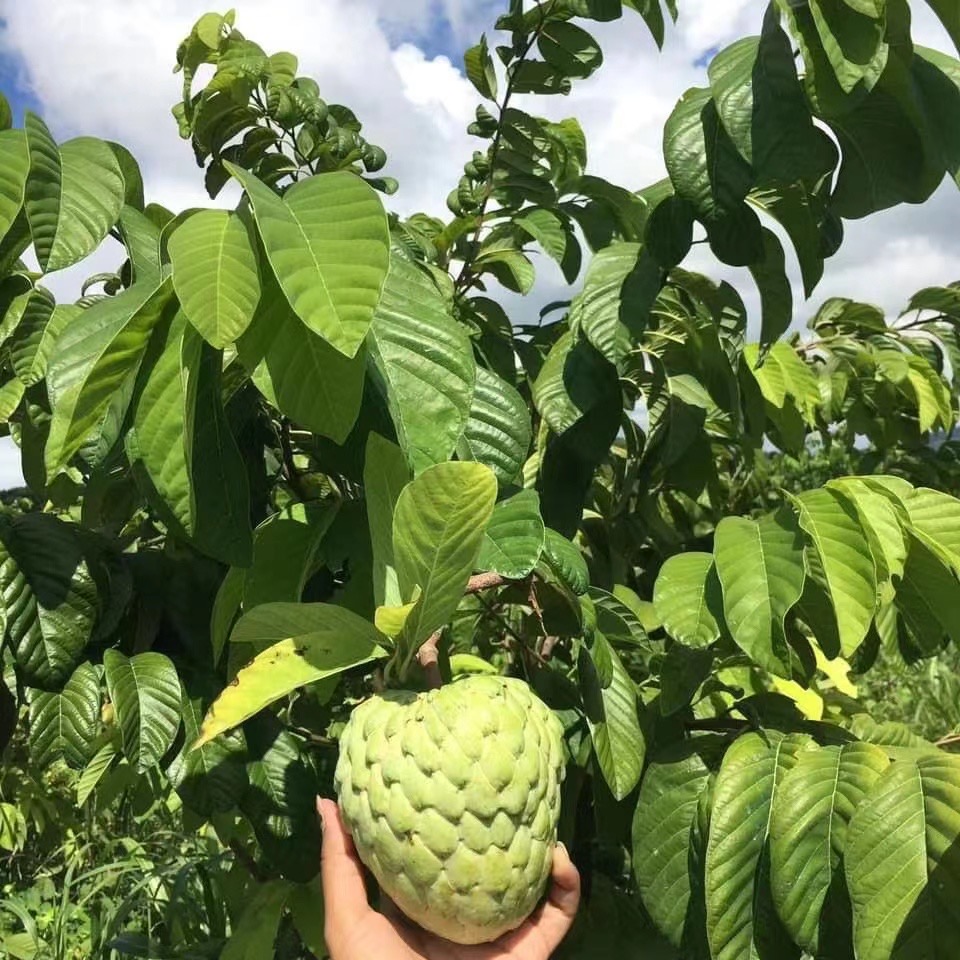 骄瑰现摘攀枝花释迦果水果新鲜番荔枝5斤牛奶凤梨佛头果牟尼1500g礼盒