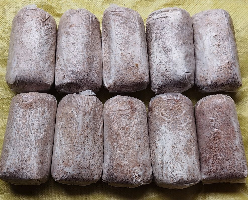 有仁堂贵州高产茯苓菌种松树种植椴木种植 大包茯苓菌种50包(550克/包