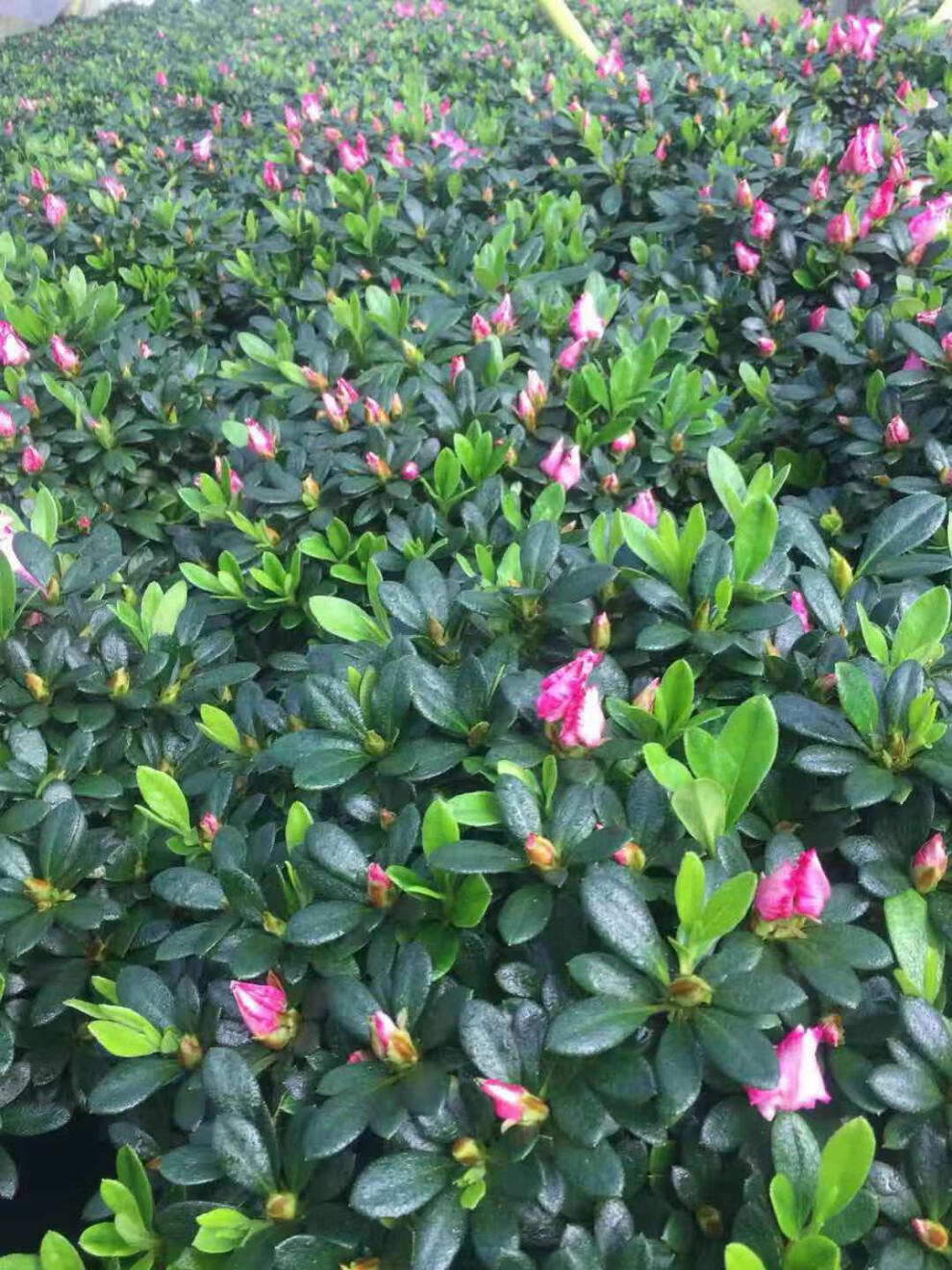 杜鹃花盆栽老桩特大花卉带花苞北方耐寒室内外好养植物精品稀有宽边红