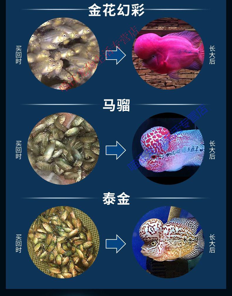 红马罗汉鱼公母分辨图图片