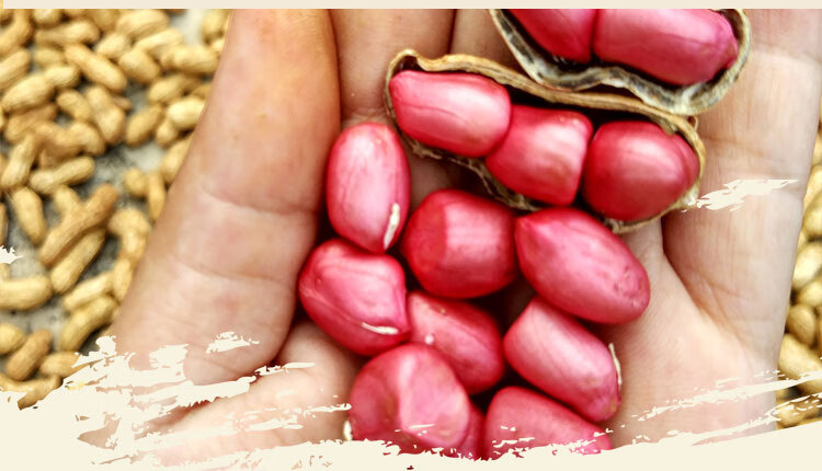 2021年新鲜生花生5斤晒干带壳广西红皮花生米农家自种现挖湿今年新