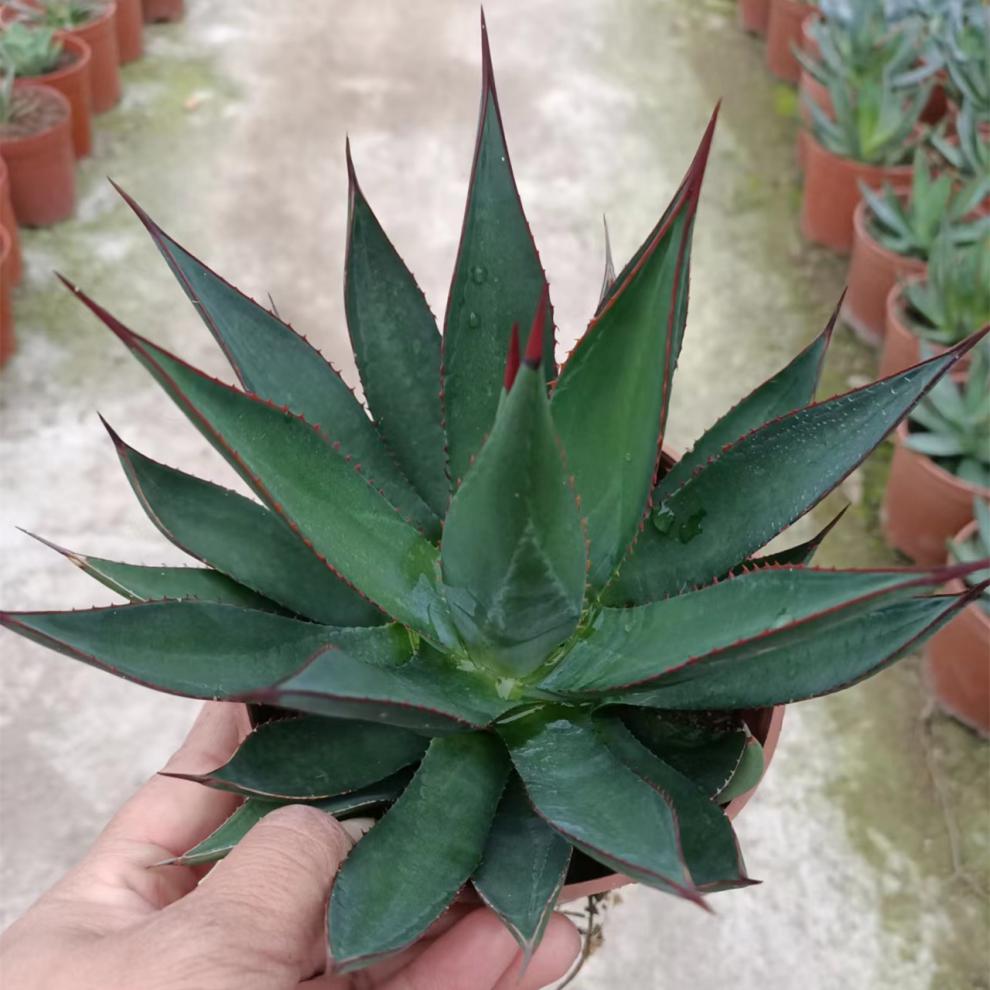 龙舌兰科植物合集稀有品种 agave 泷雷世之雪吉祥冠耐旱多肉植物 山寨