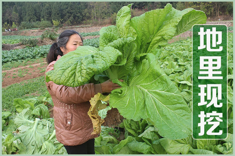 青菜棒菜棒棒青芥菜脑壳菜咸菜火锅食材新鲜当季蔬菜批发新鲜棒菜8斤