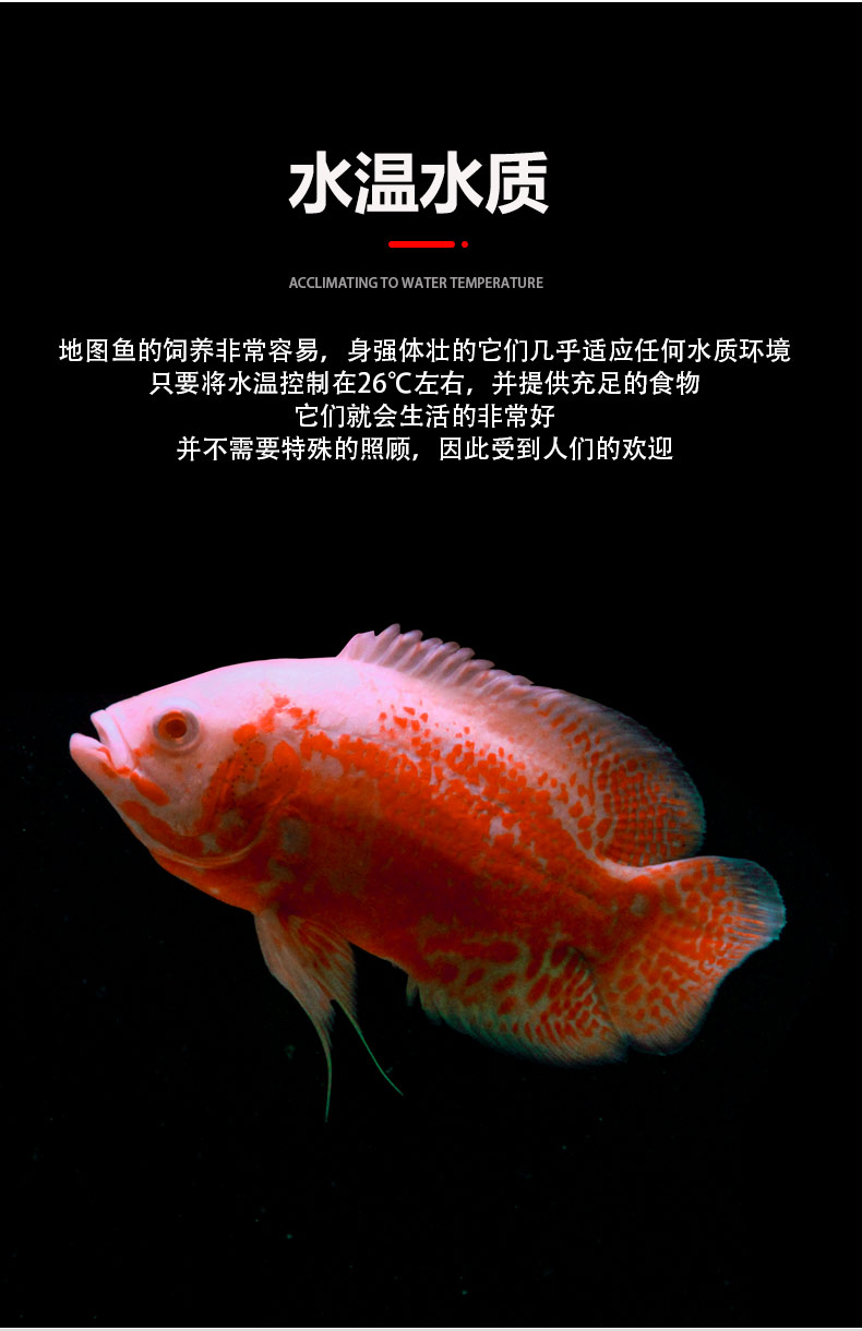 黑白地图鱼猪仔鱼鹦鹉鱼银龙鱼中大型淡水宠物热带观赏鱼活体地图套餐