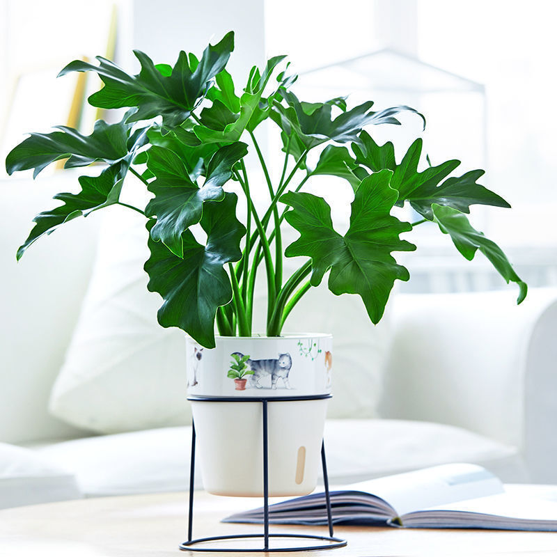 米囹春羽春雨盆栽小天使绿植盆栽大叶室内花卉好养龟背竹水培植物花卉