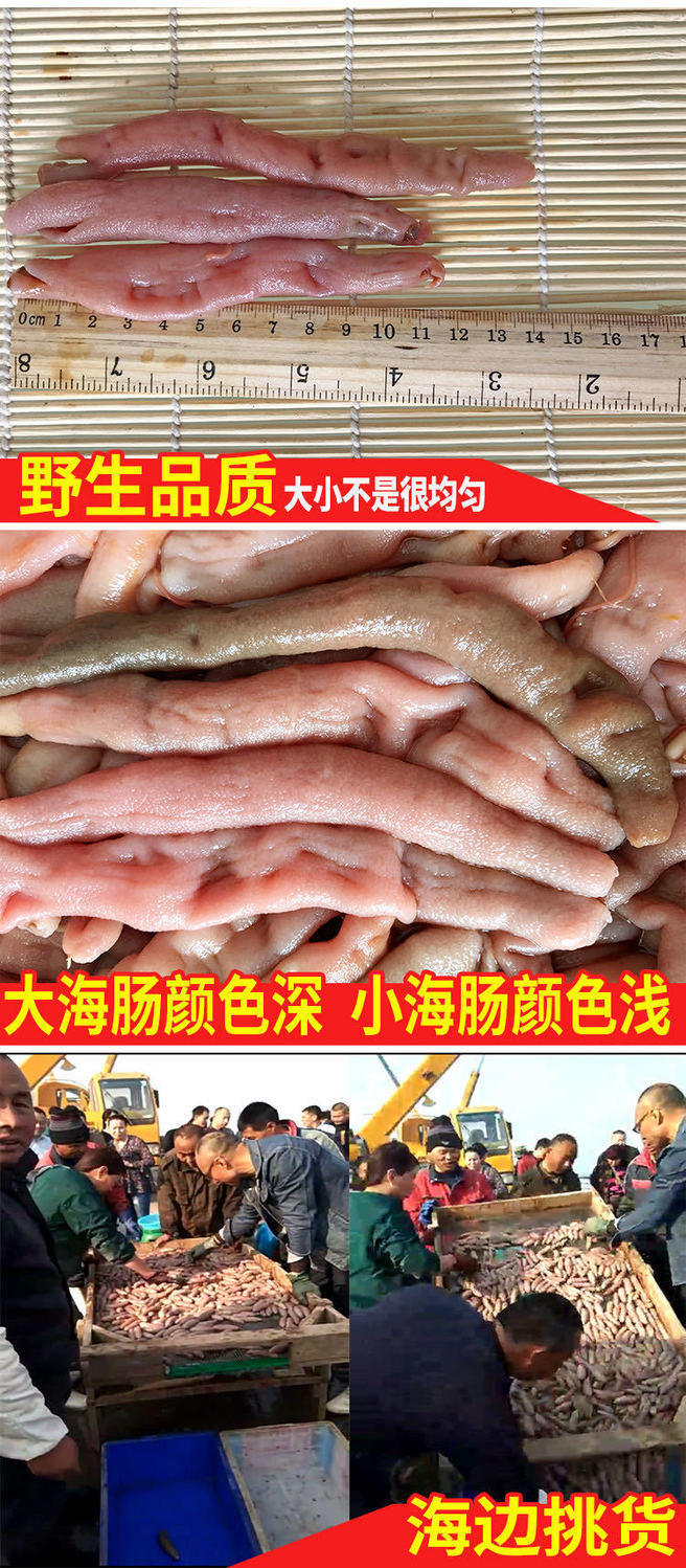 海肠皮沙虫新鲜鲜活现捕现剥沙虫水产海肠子烟台特产海肠现捕现剥2斤