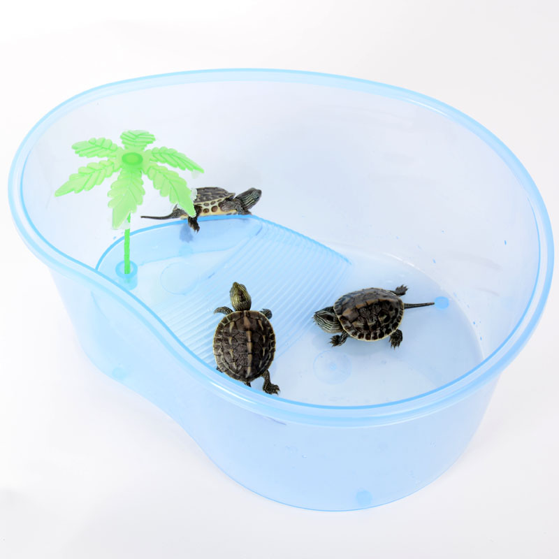 宠物乌龟花龟小型乌龟苗活体杂食性好养活物珍珠龟 14-15cm【1只】