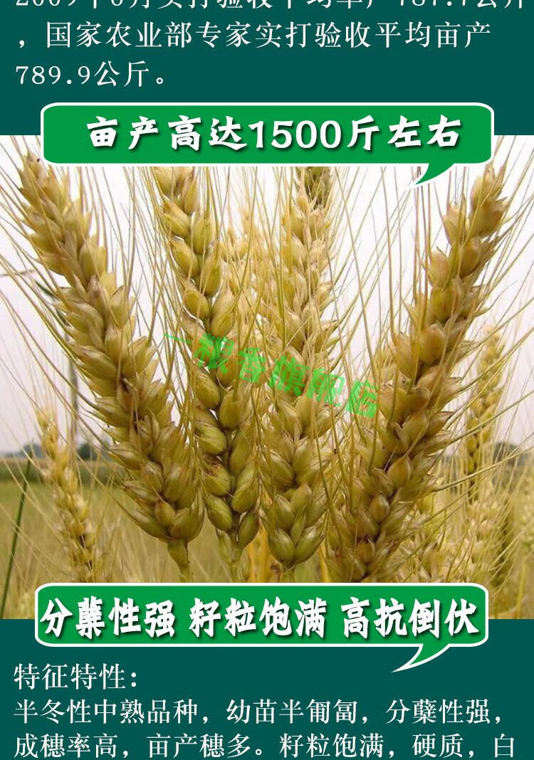 鲁丰小麦济麦22小麦种子矮秆抗倒大穗原种 中麦175小麦50斤装【图片
