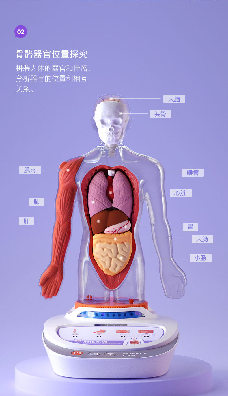 甄萌我们的身体语音百科人体解剖模型器官可拆卸动手探索身体知识启蒙