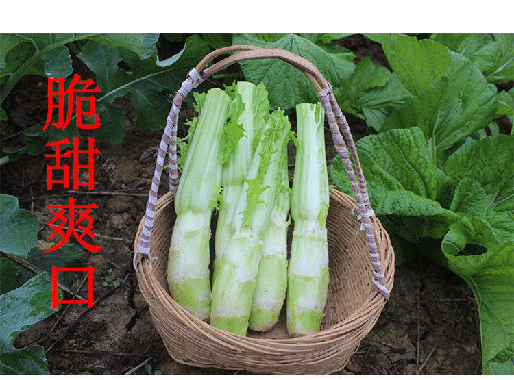 青菜棒菜棒棒青芥菜脑壳菜咸菜火锅食材新鲜当季蔬菜批发新鲜棒菜3斤