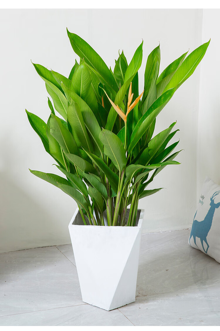 天堂鸟花黄丽鸟蕉鹤望兰客厅冬季花卉室内植物观花耐四季常青开花绿植