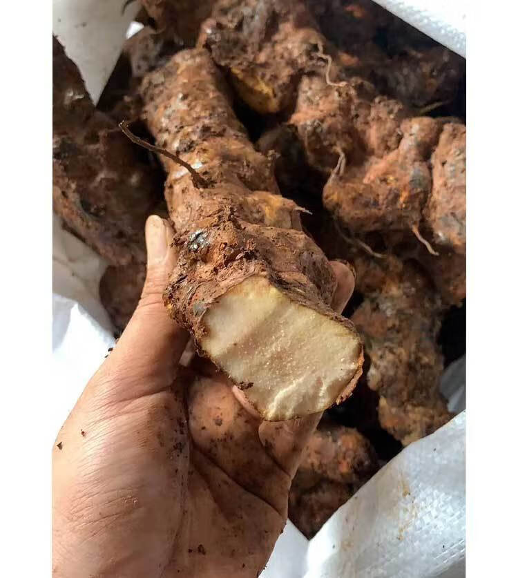 新鲜土茯苓整个农家现挖土茯苓块正宗广西煲汤料500克1斤500克红芯