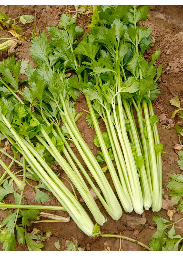 四季黄心芹菜种子种籽小香芹籽种菜籽种孑秋季黄芹菜籽 苗秧 秧苗 四