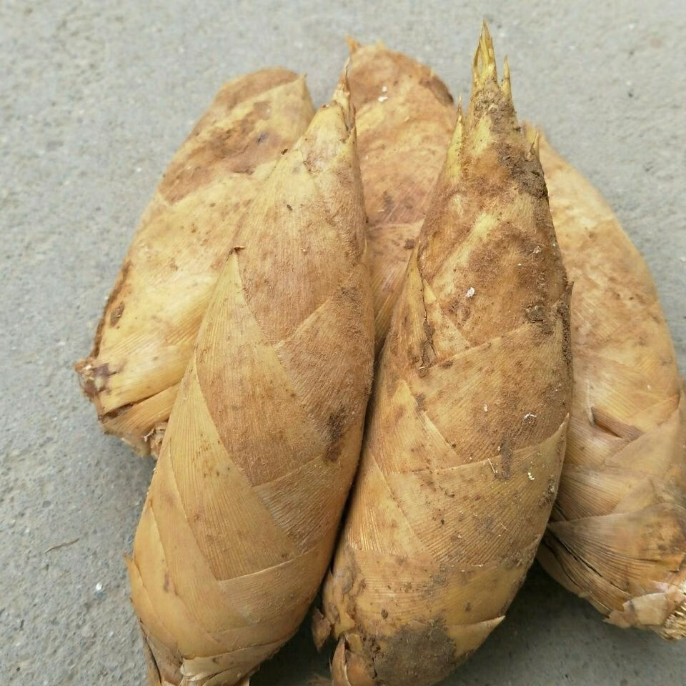 年货精选新鲜现挖冬笋深山现挖黄泥笋小竹笋蔬菜舌尖上的美食1斤以上