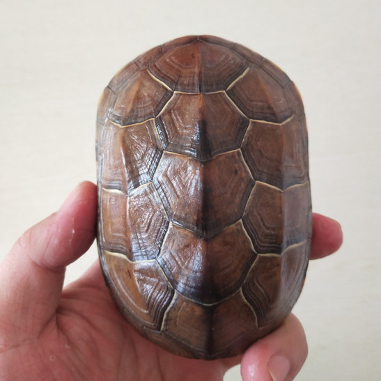 龟壳算卦真龟壳中华草龟甲卦摇卦六爻工具文玩手把件