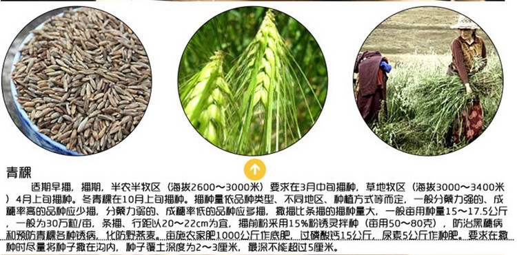 榨汁小麦草种子大小麦苗燕麦种子荞麦黑小麦猫草种子绿色麦芽糖籽