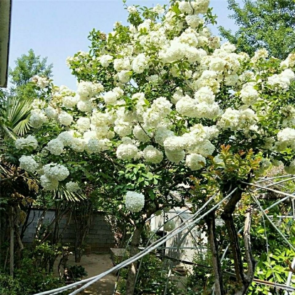 耐寒耐热大花斗球~中华木绣球 30-40厘米 按高度卖