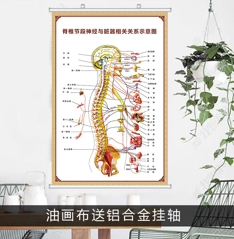 相關疾病掛圖脊椎息圖2022新品人體骨骼圖24寸40x60釐米張pp撕開即貼