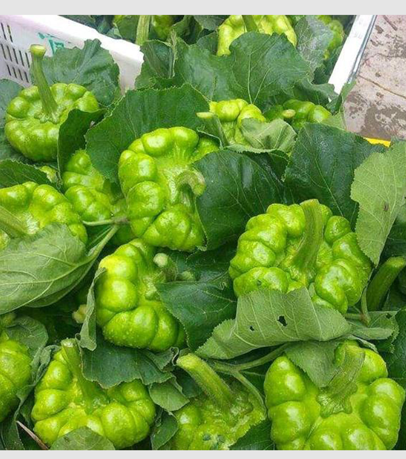 云南姜柄瓜种子高产丫丫瓜香甜味小南瓜种籽春季四季蔬菜种孑大全 绿