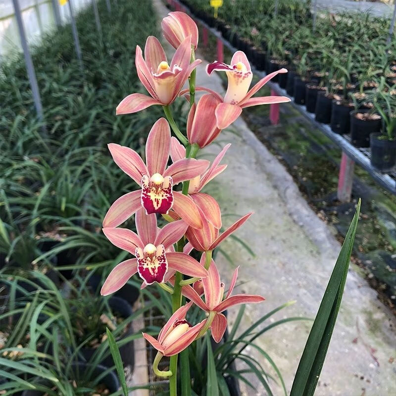 带多花苞 新店开张 兰花浓香型 四季兰苗满屋飘香 碧玺 1苗精品【图片