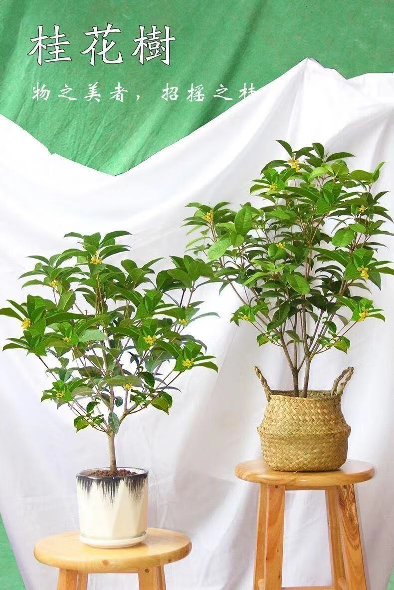 金桂耐寒室内外庭院地栽阳台绿植花卉 四季黄金桂(300天花期浓香型) 8
