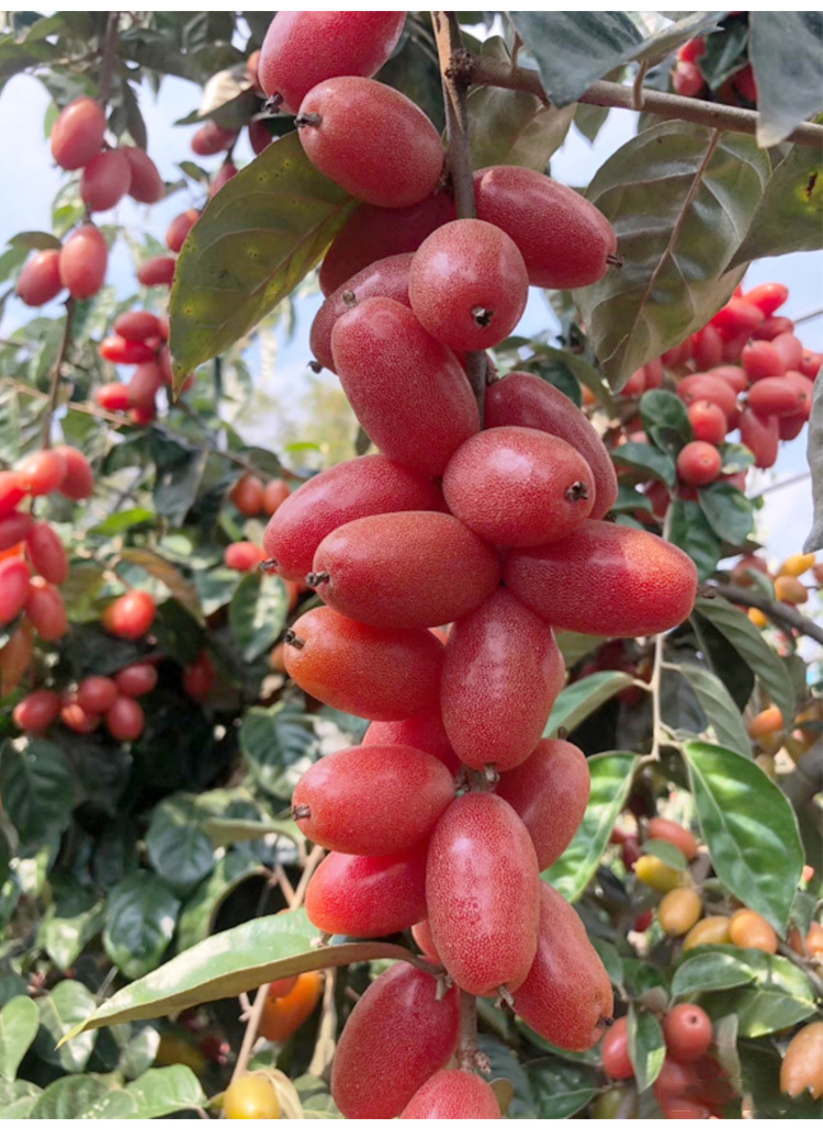 云南临沧新鲜羊奶果孕妇水果酸甜牛奶果现摘现发胡颓子果整箱2斤