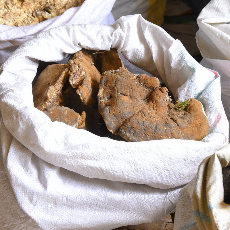 有仁堂野外薄皮灵芝长白山深山生长稀针孔菌薄皮毛背菌薄皮纤孔菌干品