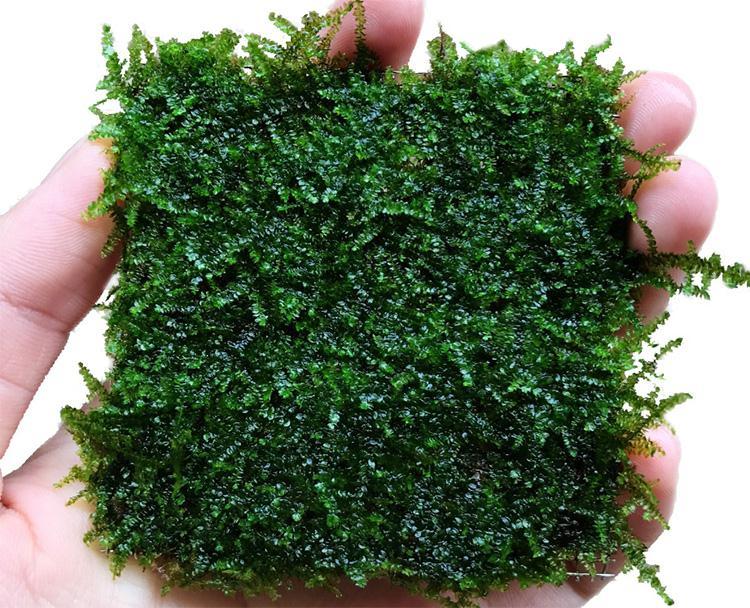 大三角莫斯水草活体摩丝真水草沉木莫丝鱼缸水族箱造景装饰 大三角