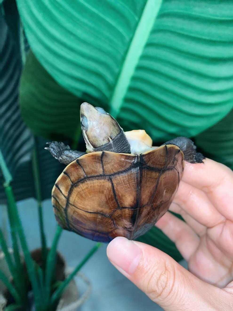 正宗纯种南石幼龟活龟南石南石苗石龟苗宠物小乌龟活物 6只 二公四母