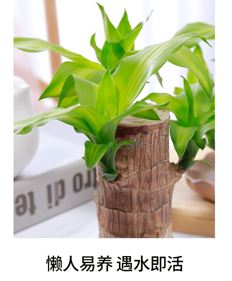 柒悦栖巴坦木植物巴旦木绿植巴西木树苗花卉室内迷你小盆栽水养净化