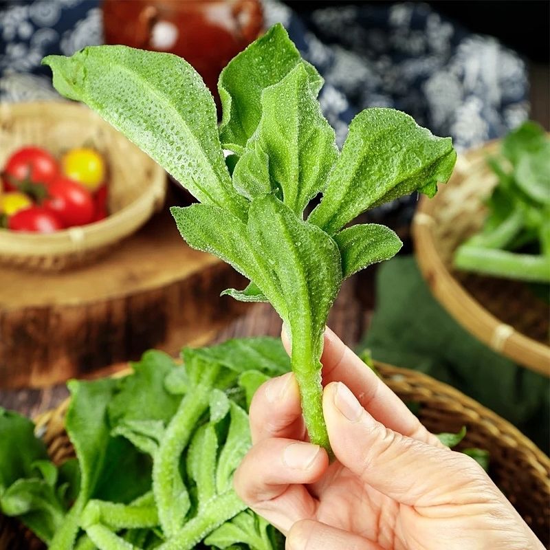 新鲜冰草冰菜25斤即食沙拉冰叶沙拉菜新鲜冰菜冰草蔬菜2斤冰菜配酱