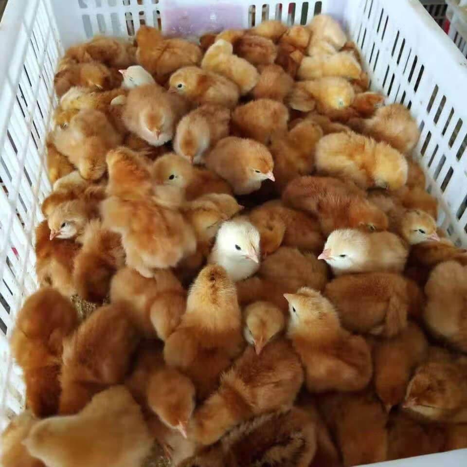 京选推荐鸡苗活苗柴鸡苗出壳一周苗草鸡黑鸡以上单只价格购下单10只