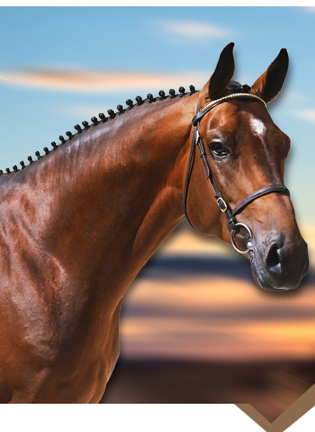 马术用品h型马嚼子马衔铁h衔铁马口衔马嚼口衔铁马匹用具【图片 价格