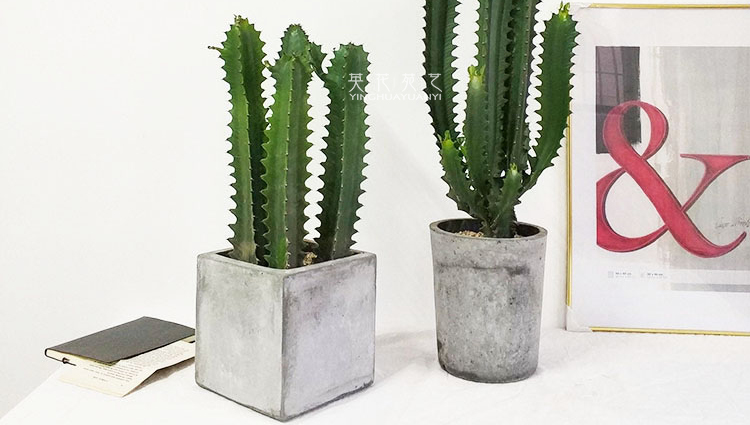 千茵阁龙骨花室内花 植物巴西龙骨盆栽霸王鞭大型仙人掌护宅 巴西龙骨