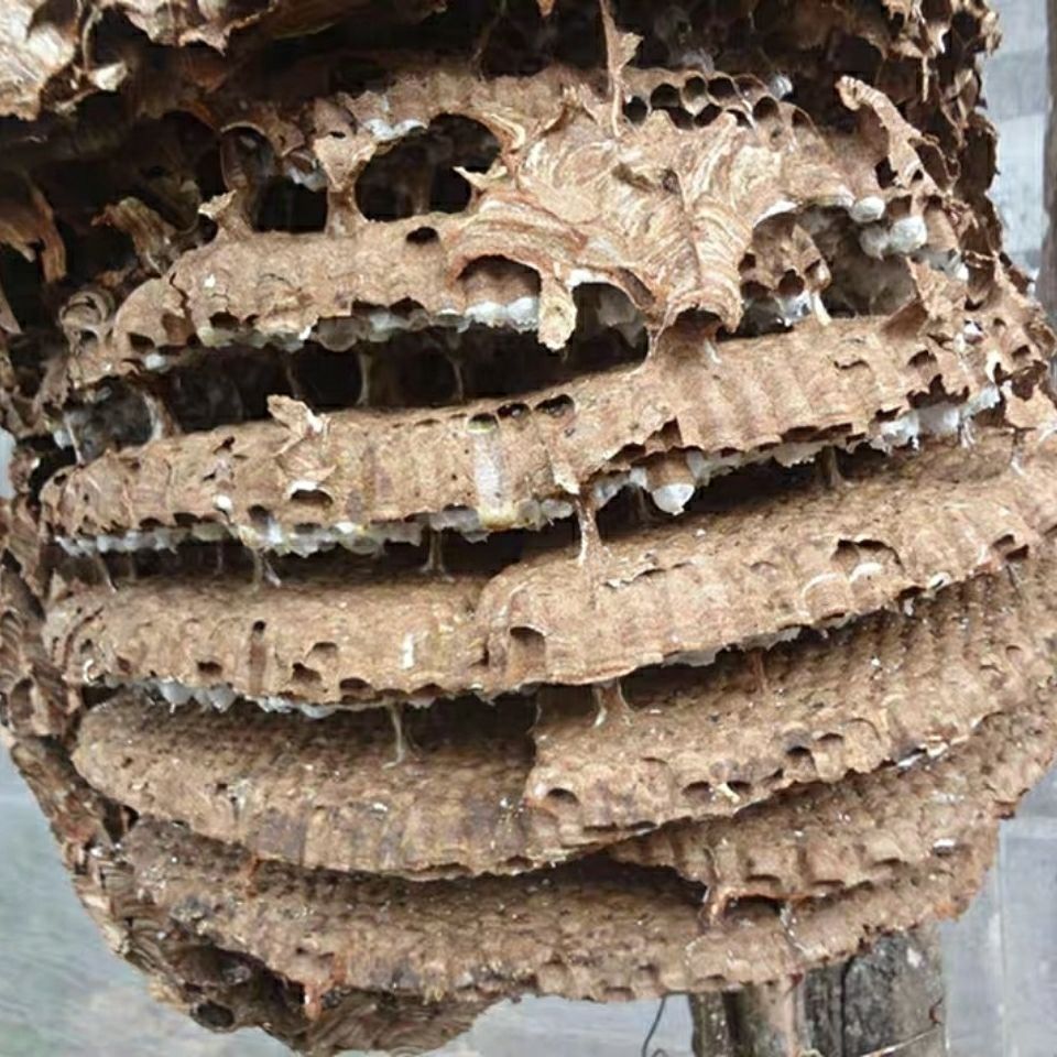 内廷上用野生中药材蜂房 胡蜂巢 马蜂窝 露蜂房 硬蜂房 块状 500g