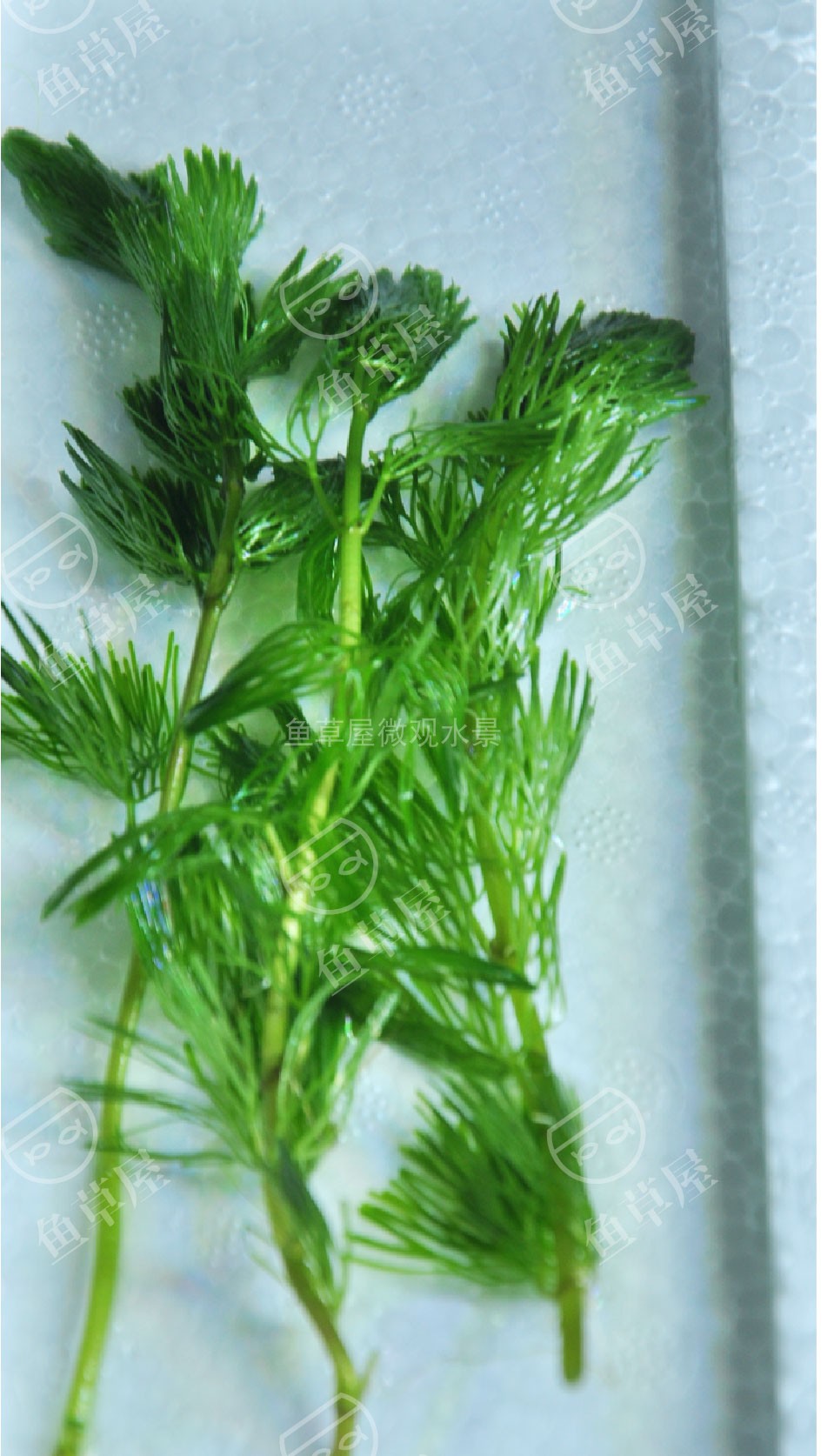 水草活体淡水植物小九冠叉柱花绿菊莫斯草缸造景鱼缸水草前景草小九冠