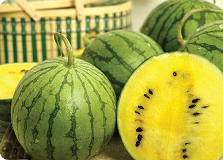 特小凤西瓜种子皮薄黄瓤西瓜种籽小型礼品瓜甜嫩多汁单瓜重2公斤 金