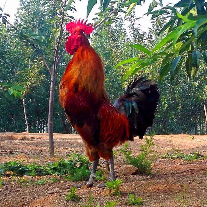 山东大公鸡现杀土公鸡农村散养老公鸡杂粮喂养新鲜鸡肉公鸡整鸡广纳力