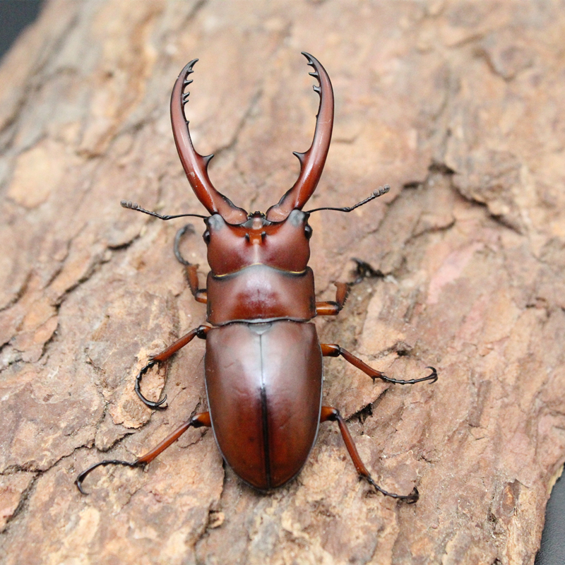 中国大锹 新手入门昆虫宠物 中华大锹扁锹甲 成虫活体独角仙甲虫 65mm