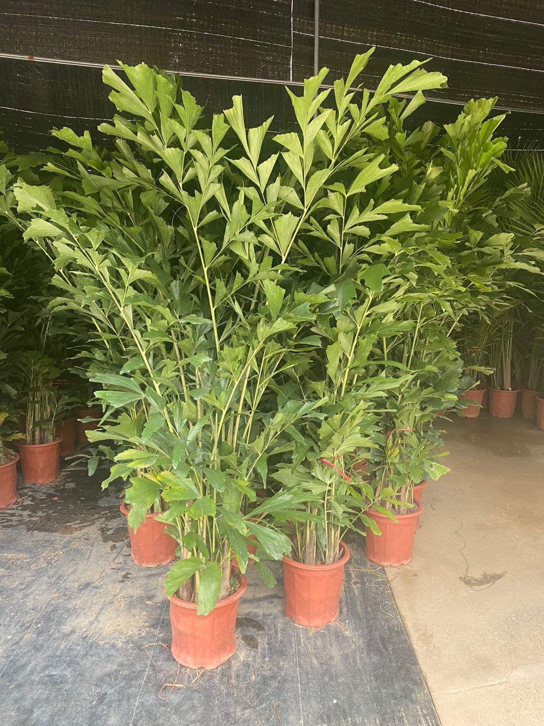 送货上门养死包赔鱼尾葵盆栽大型室内外好养绿植办公室客厅卧室四季