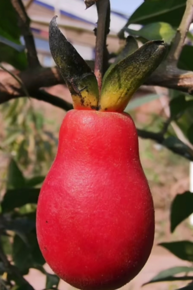血钻血红葫芦果金弹子盆景品种桩熟桩果期长泸州原盆原土12血钻含盆