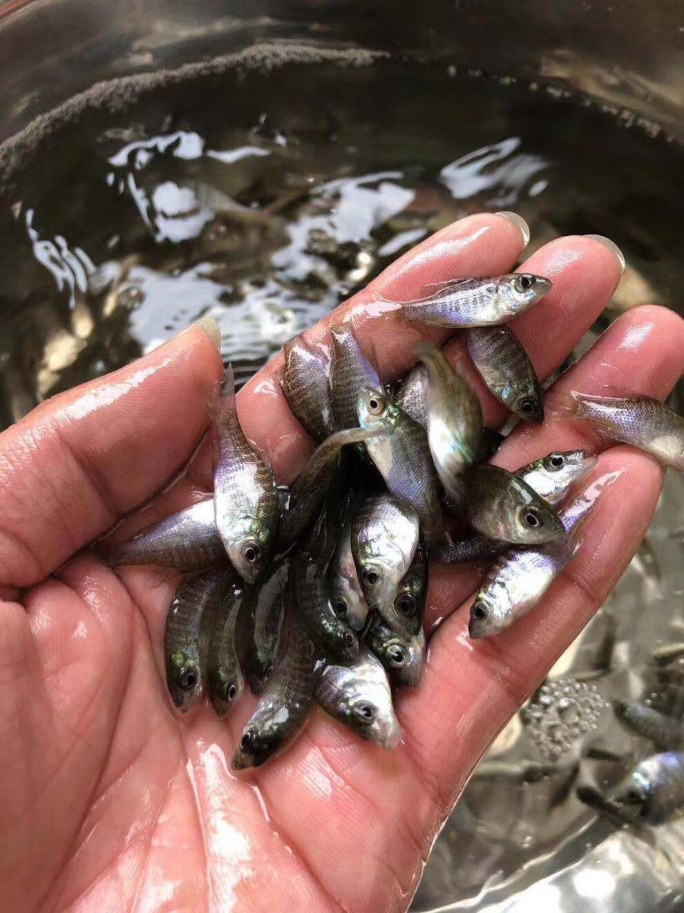 蓝鳃太阳鱼杂交金边太阳鱼苗太阳鱼淡水养殖冷水小型鱼原生活体12月30