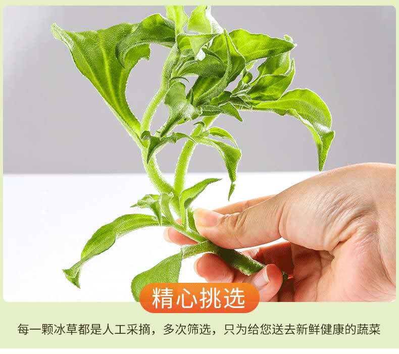 冰草新鲜蔬菜4斤冰叶菜沙拉火锅现摘冰3菜花生吃 1.