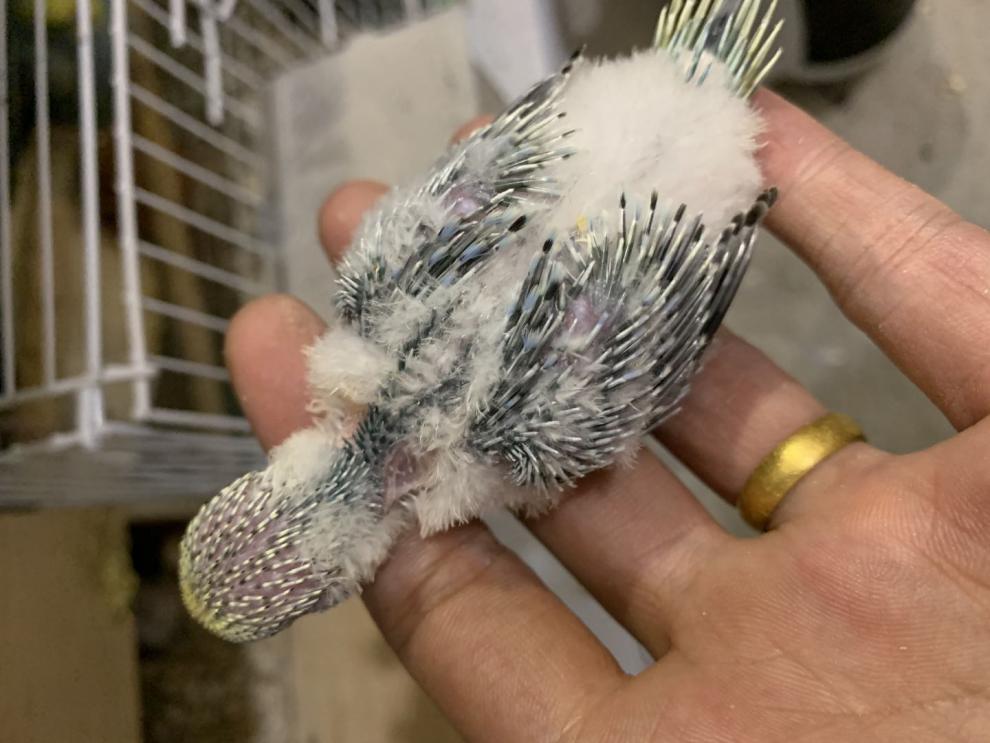 族萃虎皮鹦鹉 幼鸟 玄风 玄凤 宠物 说话 手养 娇凤 特色 彩虹 金彩