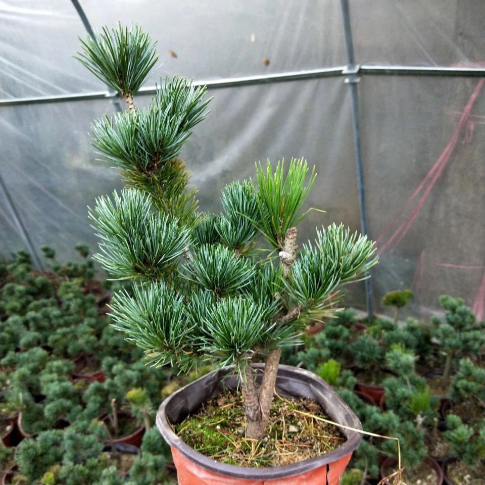 hqc日本短针五针松苗精品黑松嫁接五针松素材盆景盆栽树桩苗 五针松6