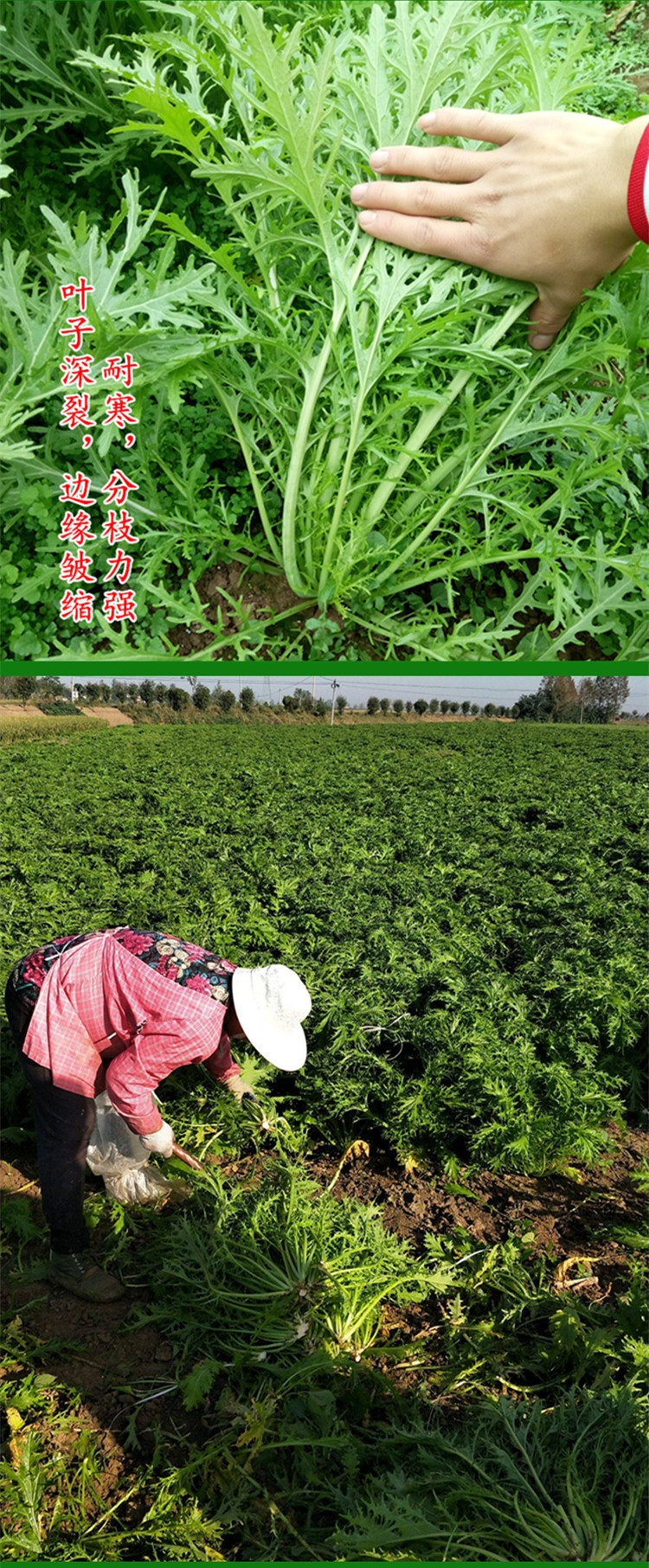 东绿雪里蕻雪菜4克/3包【图片 价格 品牌 报价】-京东