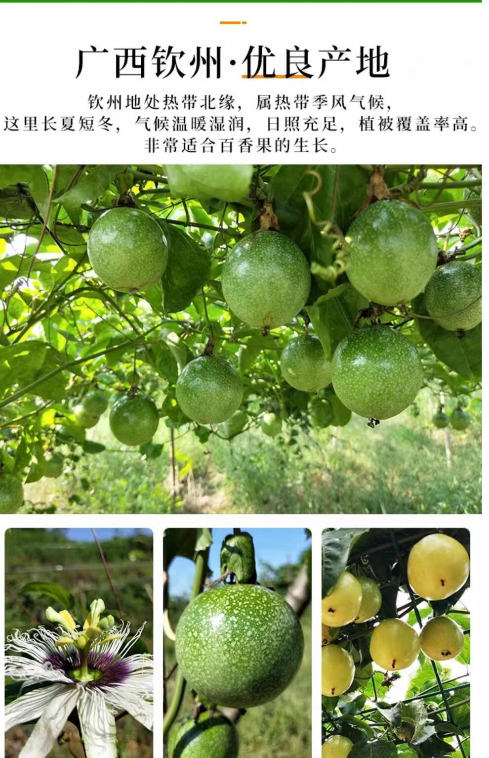 独爱(duar)广西钦州黄金百香果钦蜜九号新鲜现摘大果 3斤 【精选品质